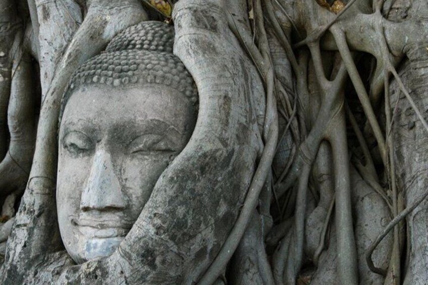 Cabeza de Buda de piedra rodeada de raíces entrelazadas. 4