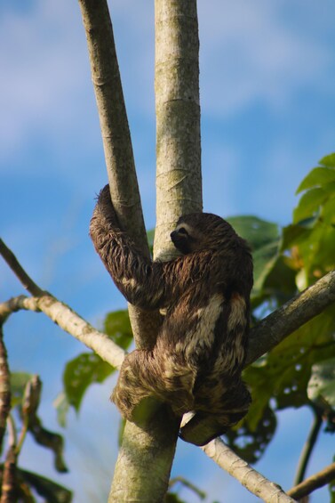 A sloth hanging from a tree branch. 1