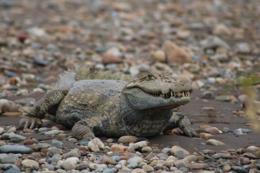 A large reptile, possibly a crocodile, resting on a pebbly beach. 2