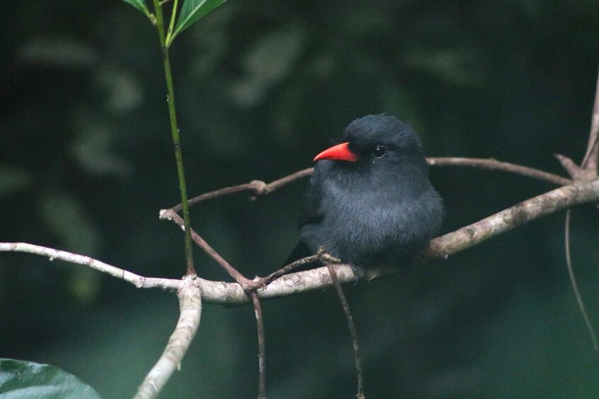 A black bird with a red beak perched on a branch. 5