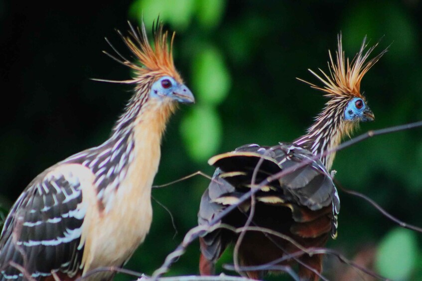 Two birds with distinctive crests and feather patterns. 3