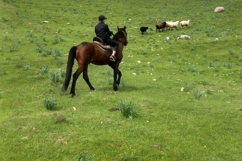 Een persoon te paard in een grasveld, met schapen op de achtergrond. 1