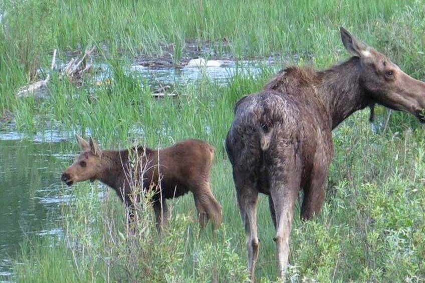 2 Day Private Grand Teton and Yellowstone Wildlife Tour 2