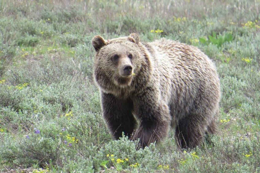 A bear walking in a grassy field with yellow flowers. 3
