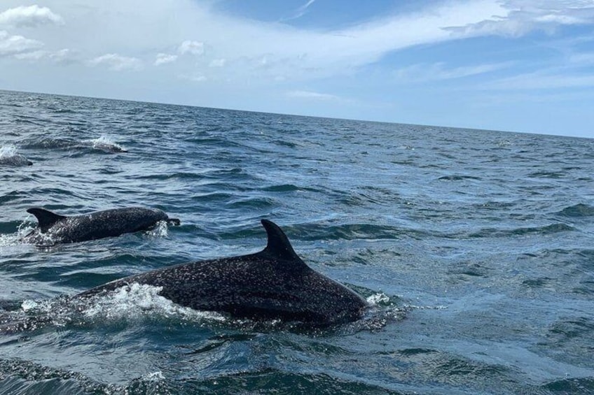 Deux baleines nagent dans l’océan. 1