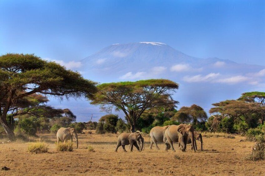 A group of elephants in a savanna with trees and a mountain in the background. 1