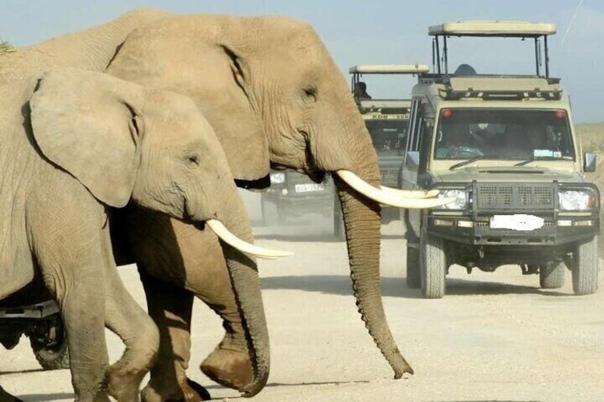 Two elephants walking on a road with a safari vehicle in the background. 4