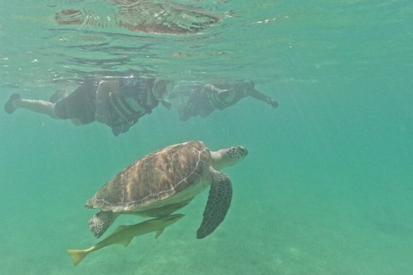 A sea turtle swimming underwater with divers in the background. 3