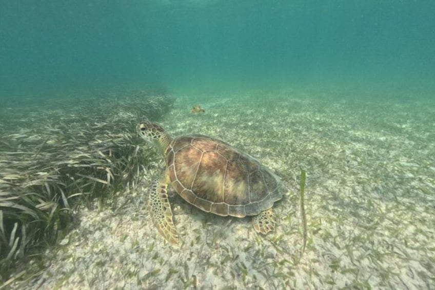 A sea turtle swimming near the ocean floor with seaweed. 4