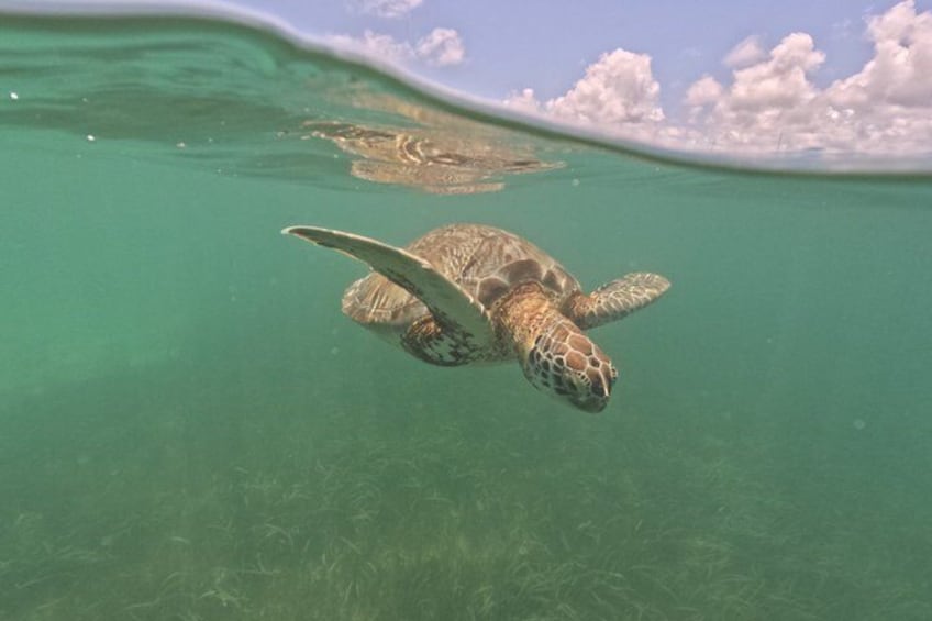 A sea turtle swimming in clear turquoise water. 5