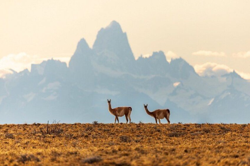 Private Tour to El Chaltén Full Day from El Calafate 3