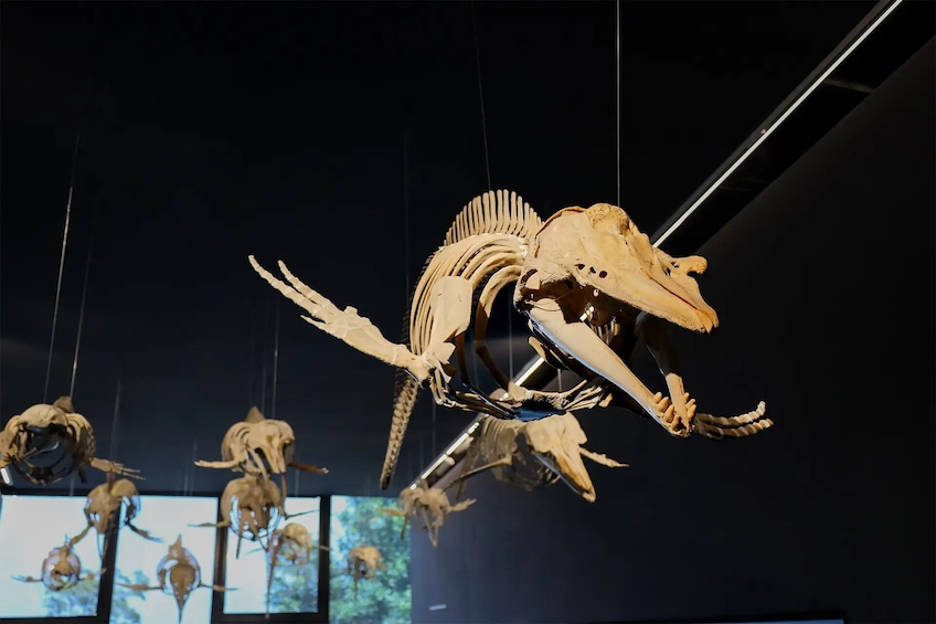 Una exhibición de varios esqueletos de animales, incluyendo uno grande y destacado con cuernos. 1