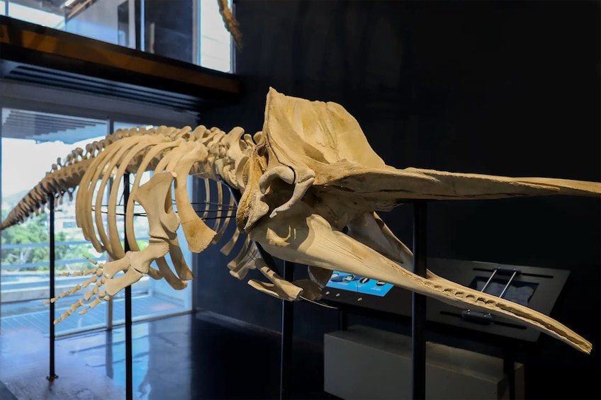 Una exhibición de esqueletos de dinosaurios en un museo. 4