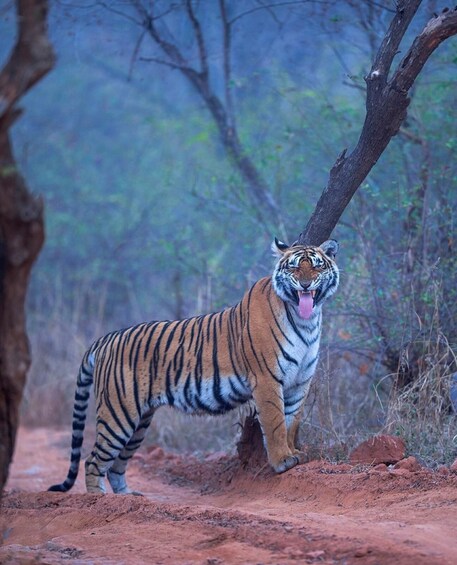 A tiger in a natural setting with trees and red soil. 5