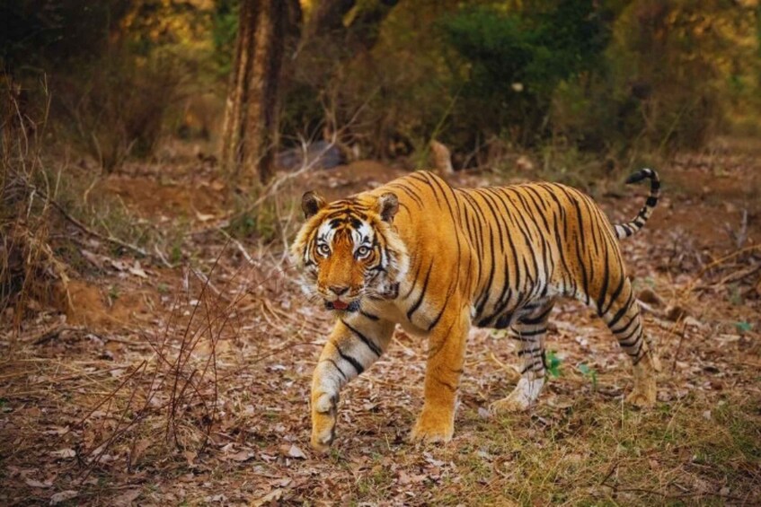 A tiger walking through a forest with dry leaves on the ground. 3