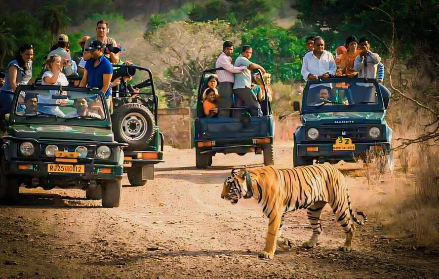 A tiger walking on a dirt path with people in safari vehicles observing. 1