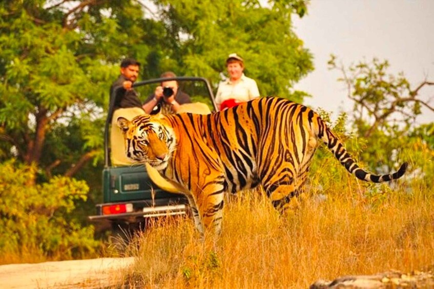 A tiger walking in front of a vehicle with people observing. 2