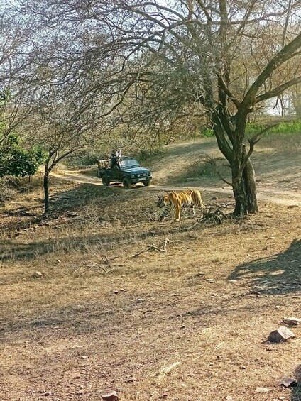 A safari vehicle with a guide and a tiger in a dry savanna landscape. 4