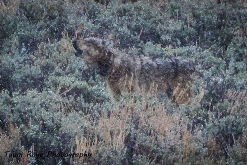 A moose in a dense, green forest. 1