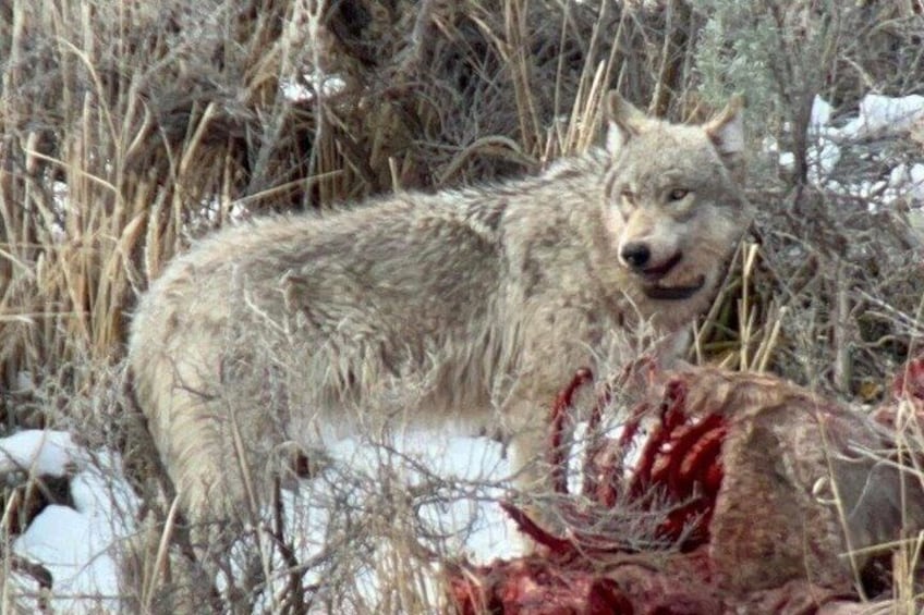 A wolf in a snowy, brush-filled area with a carcass. 4