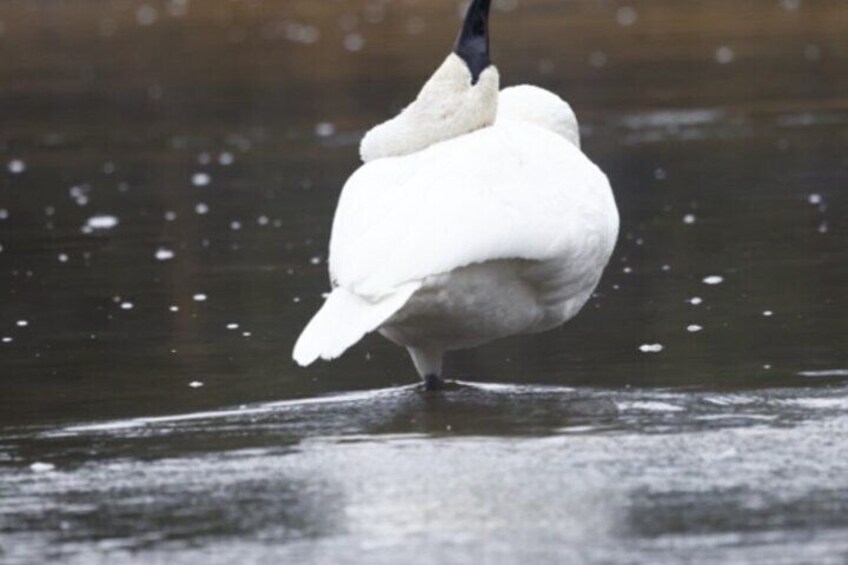 A swan standing on ice. 5