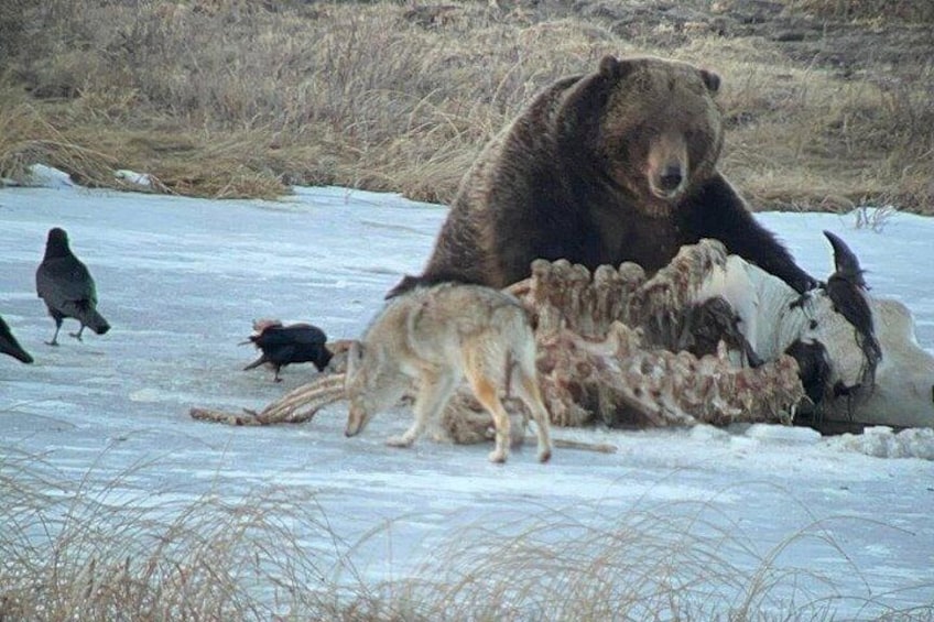 Private Yellowstone Wolf & Wildlife Safari from Bozeman 2
