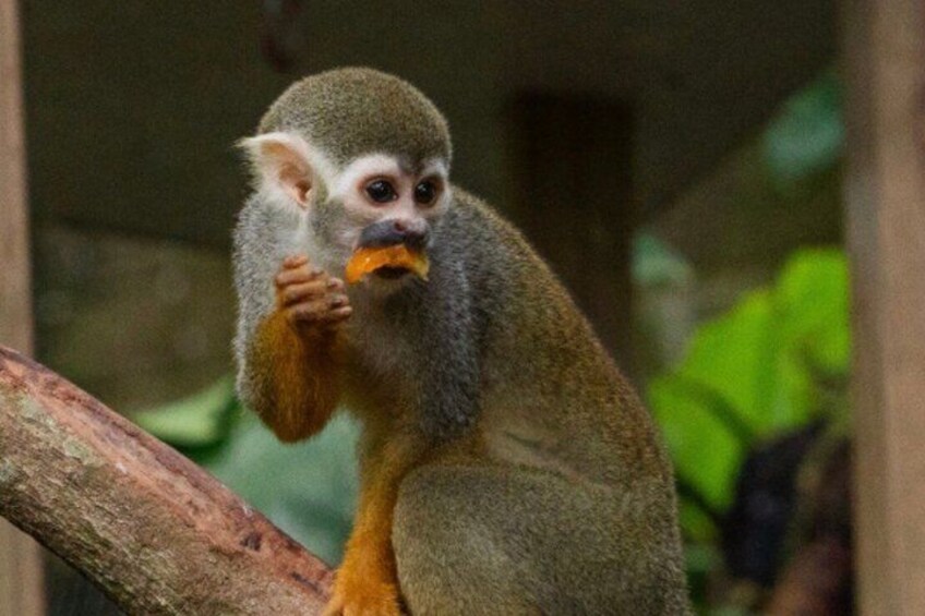 A monkey with grey fur and an orange face, sitting on a branch. 2