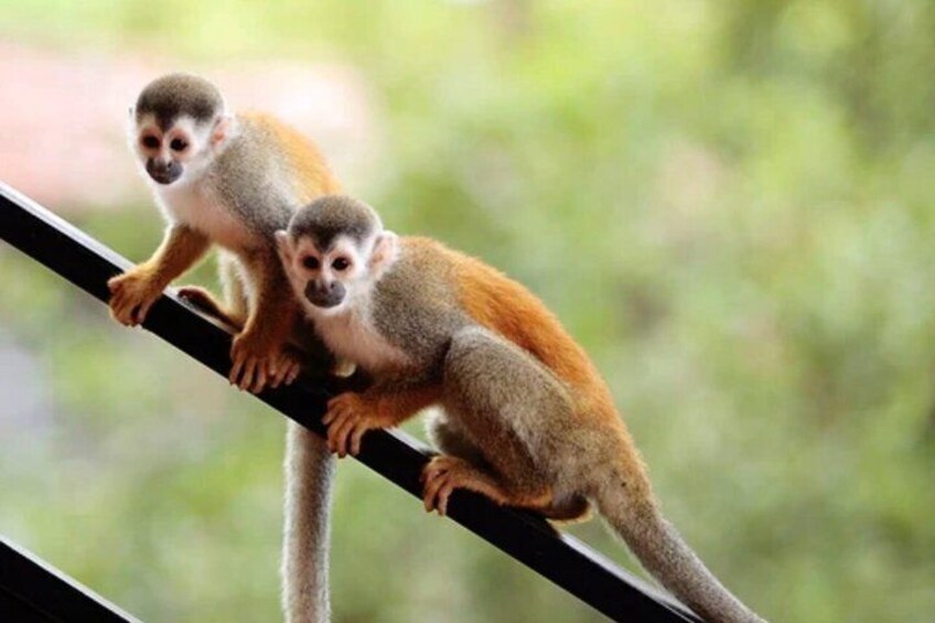 Two lemurs on a metal railing with a blurred green background. 3