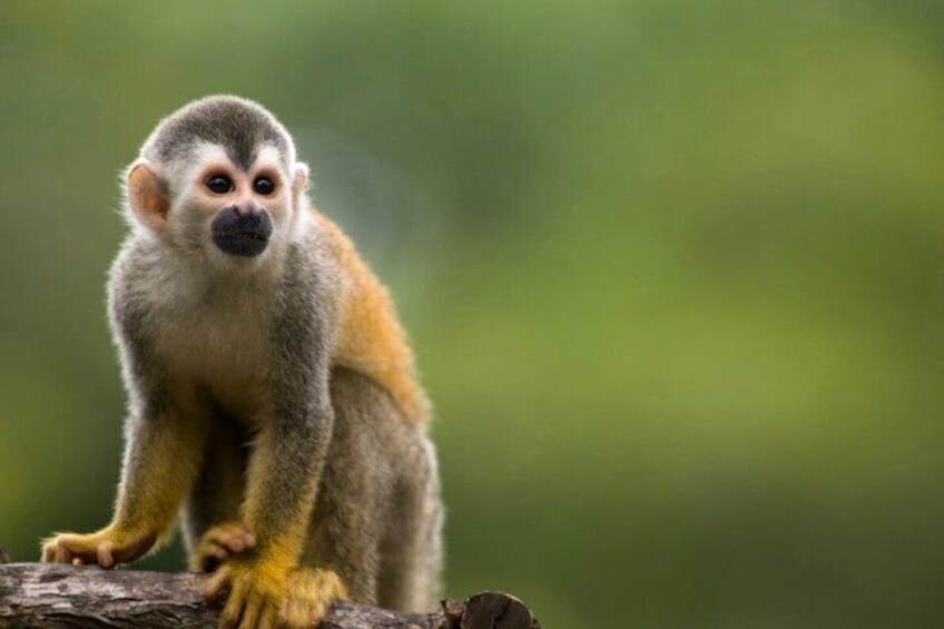 A monkey sitting on a branch. 4