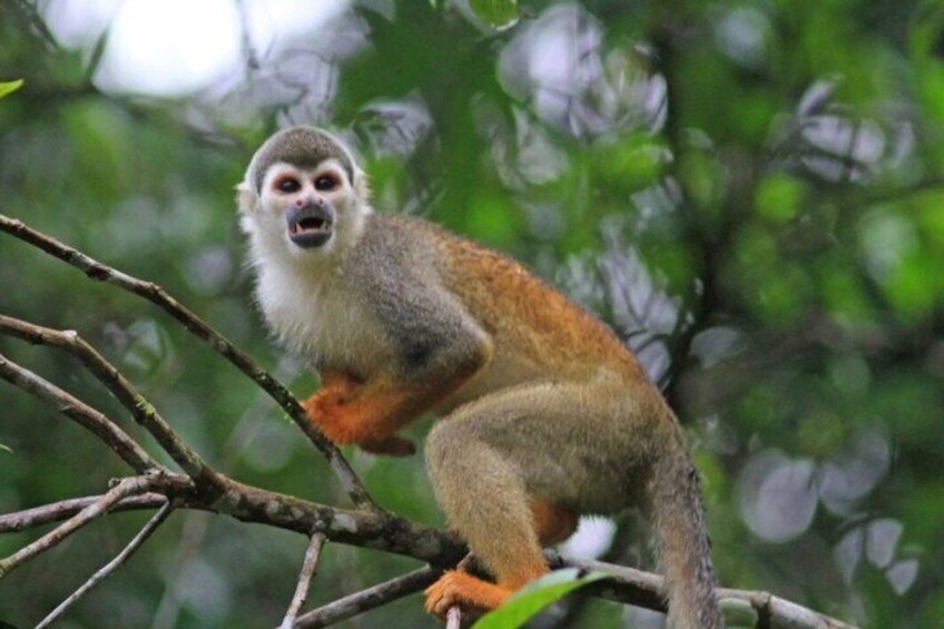 A monkey on a tree branch in a forest. 5