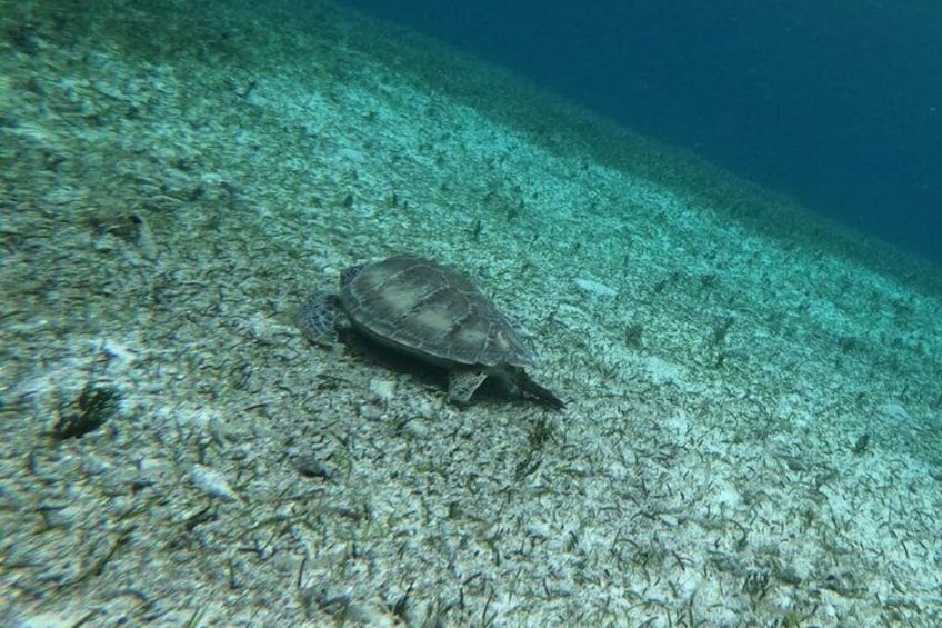 Snorkeling Shared Sky Tour in Cozumel with C 2