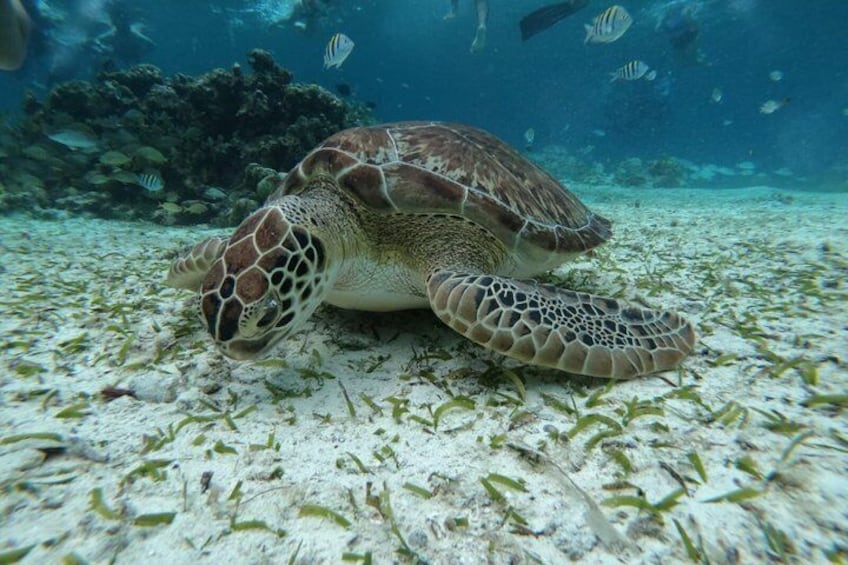 Snorkeling Shared Sky Tour in Cozumel with C 3