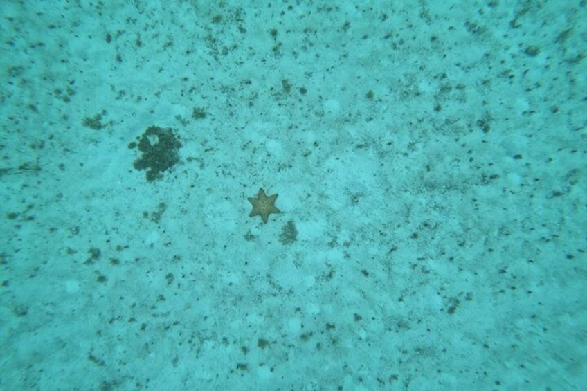 Snorkeling Shared Sky Tour in Cozumel with C 4
