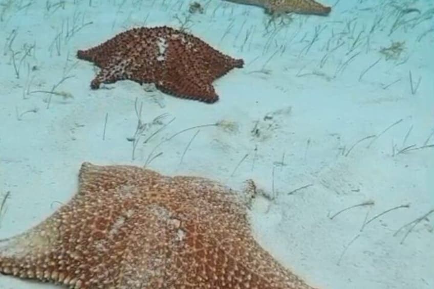 Snorkeling Shared Sky Tour in Cozumel with C 4