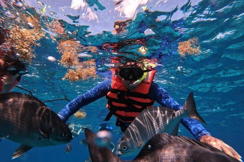 Eine Person taucht mit Fischen umher. 3