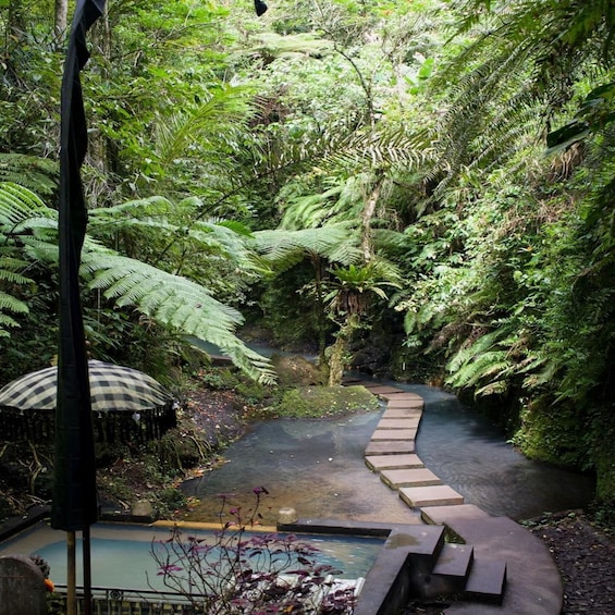 A garden with a stone pathway, ferns, and a checkered umbrella. 5