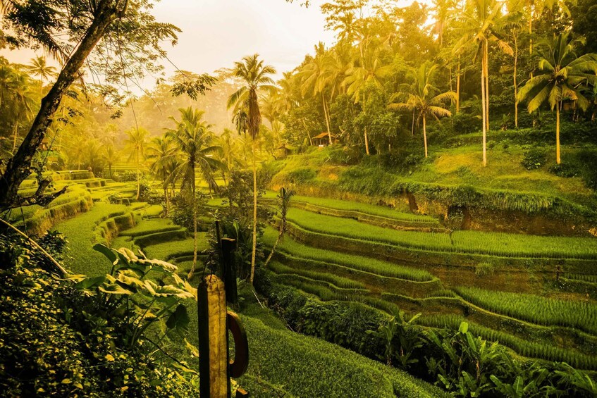 Terraced rice fields, palm trees, and a wooden fence in a tropical landscape. 3