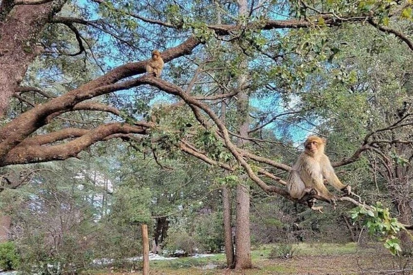Two monkeys on a tree branch in a forested area. 2
