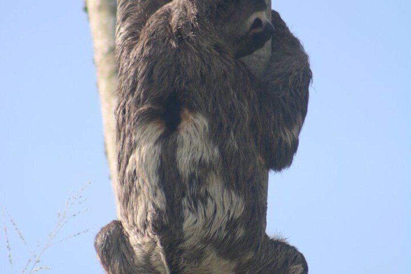 A sloth hanging from a tree branch. 4