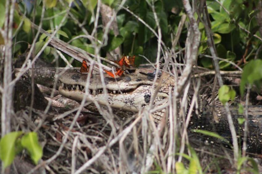 A crocodile with two butterflies on its back, surrounded by dense foliage. 5