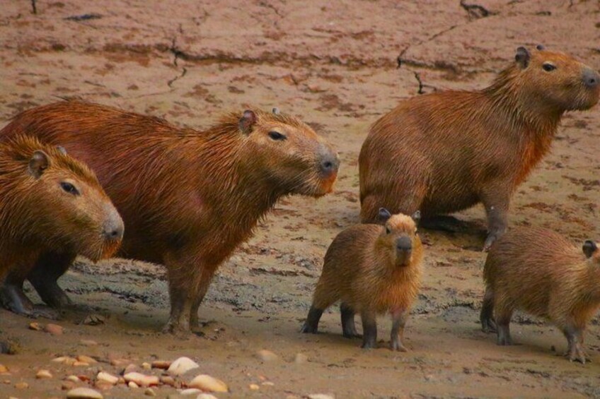 A group of capybaras on a sandy shore. 3