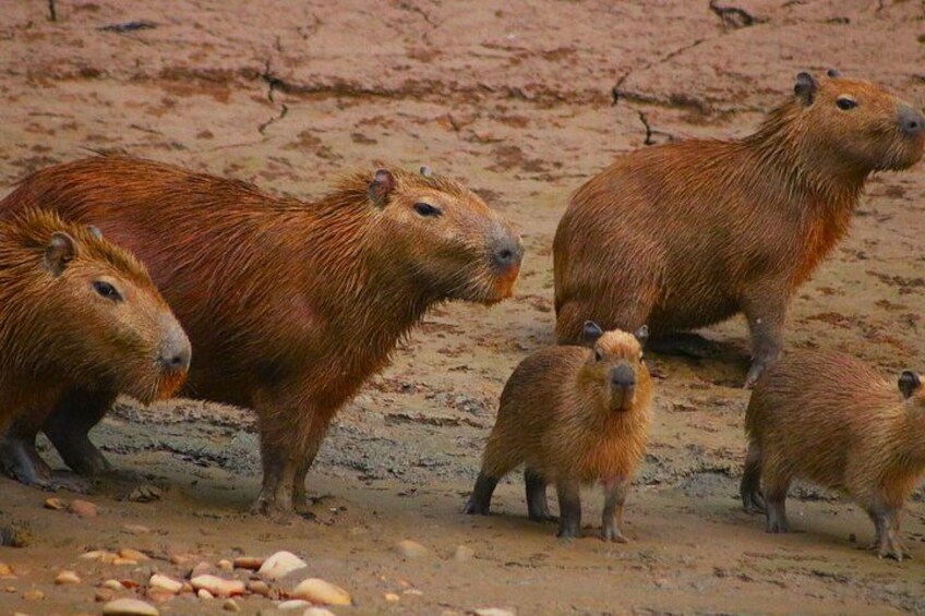 A group of capybaras on a sandy shore with sparse vegetation. 2