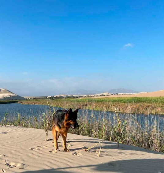 A dog standing on a sandy area near a body of water with reeds and distant hills. 4