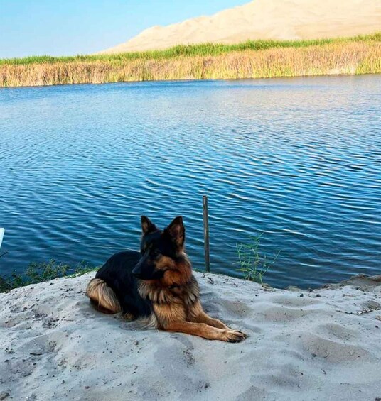 A dog lying on a sandy shore by a calm body of water with a grassy bank and a hill in the background. 5