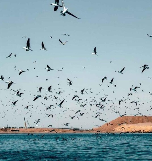 A flock of birds flying over a body of water with a hilly landscape in the background. 3