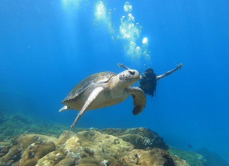 A diver swimming with a sea turtle underwater. 3