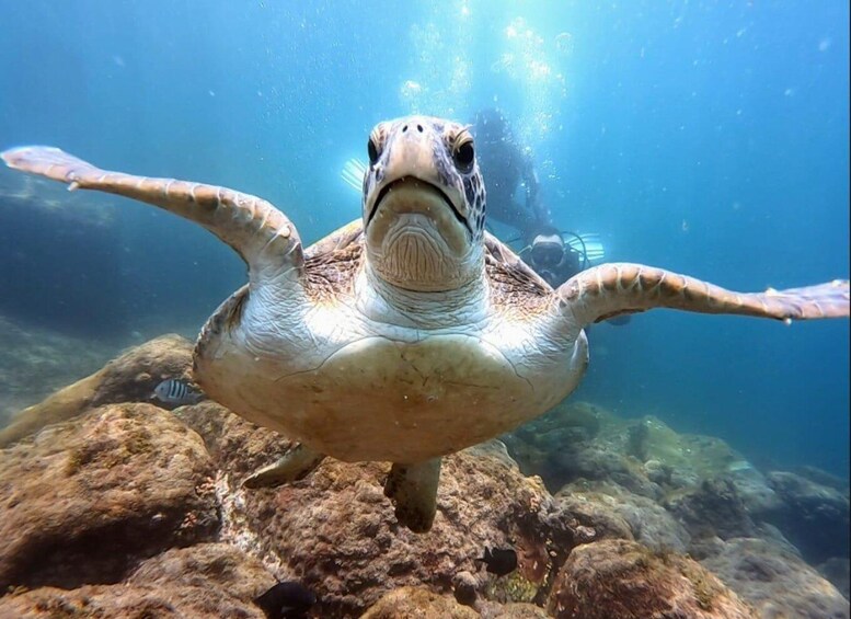 A sea turtle swimming underwater with a diver in the background. 2