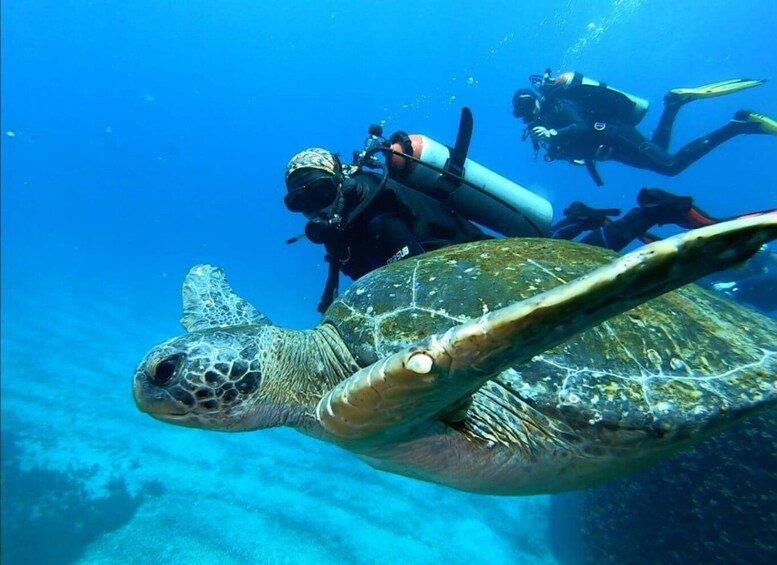 A sea turtle swimming underwater with scuba divers in the background. 1