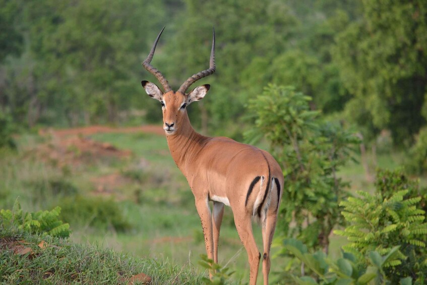 A kudu antelope standing in a grassy savanna with trees in the background. 4