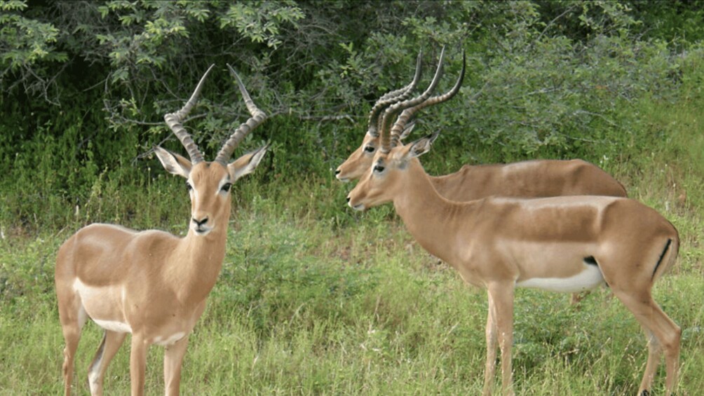 Two antelopes in a grassy field with dense foliage in the background. 2
